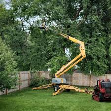 How Our Tree Care Process Works  in  Powderly, TX