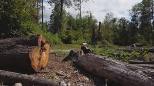Best Firewood Processing and Delivery  in Powderly, TX