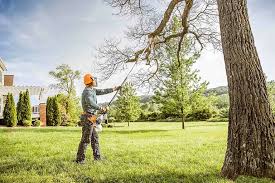 Best Fruit Tree Pruning  in Powderly, TX