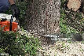  Powderly, TX Tree Services Pros