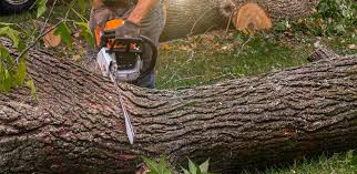 How Our Tree Care Process Works  in  Powderly, TX