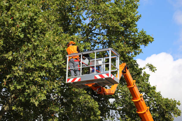 Best Tree Disease Treatment  in Powderly, TX