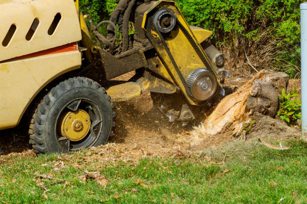 Reliable Powderly, TX Tree Services Solutions