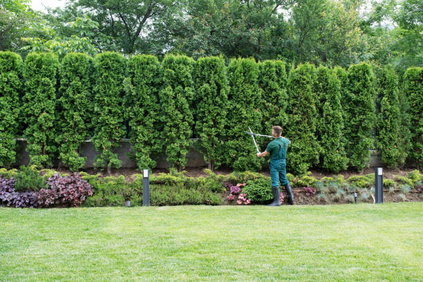 Best Lawn Watering Services  in Powderly, TX