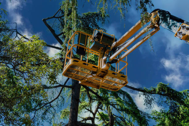 Best Emergency Tree Removal  in Powderly, TX