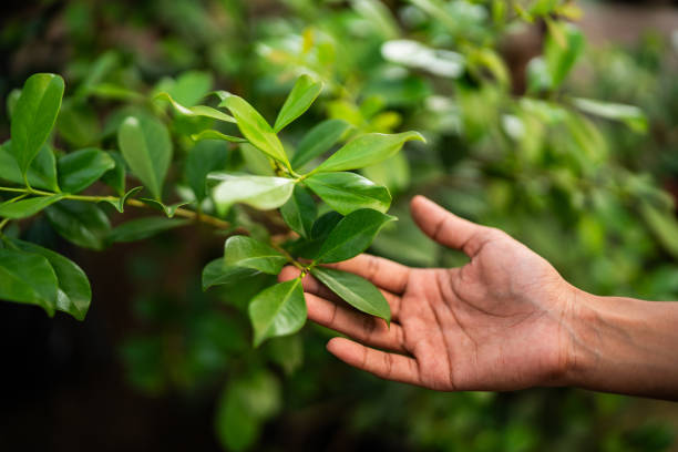 Best Pest Control for Lawns  in Powderly, TX
