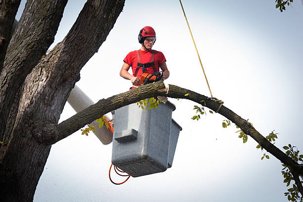 Best Stump Grinding and Removal  in Powderly, TX
