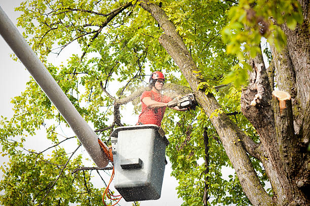 Best Seasonal Cleanup (Spring/Fall)  in Powderly, TX