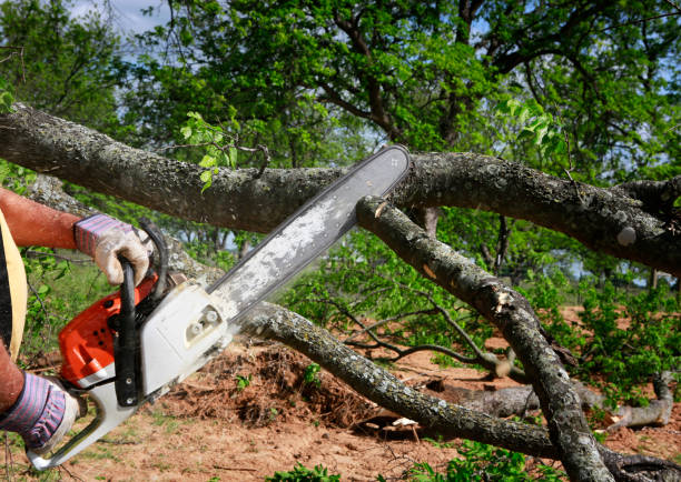 Best Aeration Services  in Powderly, TX